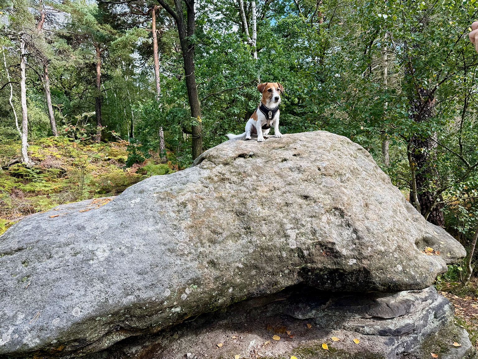 Hund auf einem großen Sandsteinfelsen im Wald am Pfaffenstein.